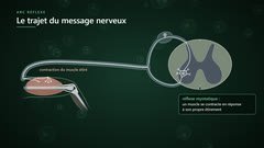 L’arc réflexe myotatique