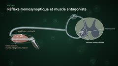 Le réflexe et le muscle antagoniste