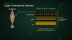 Le codage en fréquence du message nerveux
