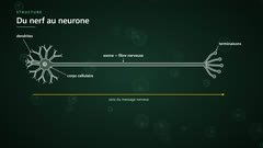 Le neurone