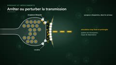 La cocaïne bloque la recapture de la dopamine