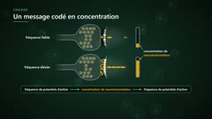 Le codage en concentration