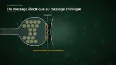 L’exocytose du neurotransmetteur