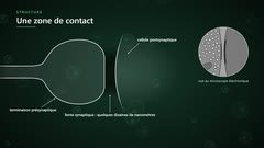 La fente synaptique