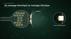 Le neurotransmetteur se fixe sur ses récepteurs