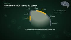 L’aire motrice : une zone pour chaque partie du corps