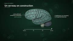 Un cerveau en construction jusqu'à 25 ans