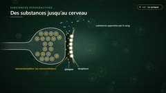 Les substances psychoactives perturbent les synapses