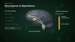Le système de récompense