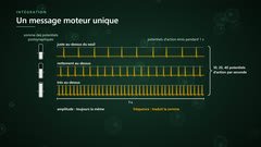 Un message moteur codé en fréquence