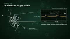 La sommation spatiale