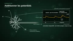 La sommation temporelle