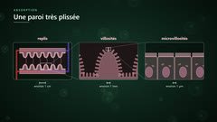 Replis, villosités et microvillosités