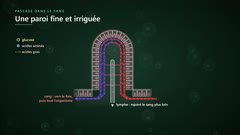 Une villosité : vers le sang et la lymphe
