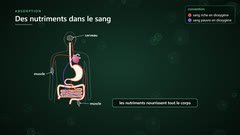 Les nutriments nourrissent tout le corps