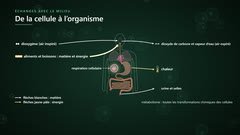L'organisme échange matière et énergie avec son milieu