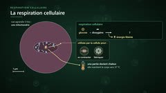 Dans la mitochondrie, la respiration cellulaire libère de l'énergie