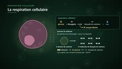 La respiration cellulaire : le carbone du glucose devient dioxyde de carbone