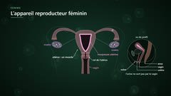 L’appareil reproducteur féminin