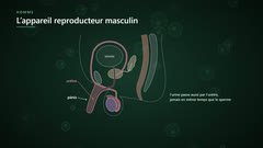 L’appareil reproducteur masculin