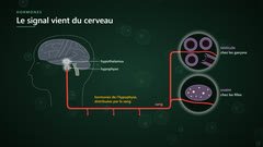 La puberté : un signal venu du cerveau
