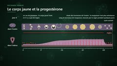 Cycles de l'ovaire et de l'utérus jusqu'aux règles