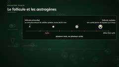 Le parcours d'un follicule sur plusieurs cycles