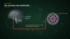 Du cerveau aux testicules par le sang
