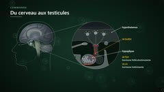 L'hypothalamus, l'hypophyse et leurs hormones (GnRH, FSH, LH)