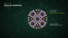 Le testicule en coupe : tubes séminifères et cellules interstitielles