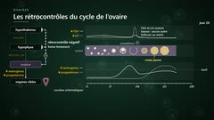 Le corps jaune et la progestérone freinent l'axe