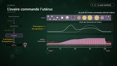 Le cycle de l'ovaire commande celui de l'utérus