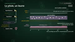 La pilule : un leurre pour l'hypothalamus et l'hypophyse