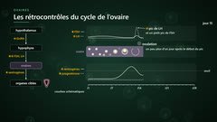Le rétrocontrôle positif et le pic de LH