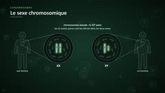 Les chromosomes sexuels XX et XY