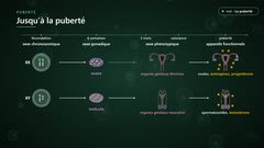 Les étapes du sexe biologique, de la fécondation à la puberté